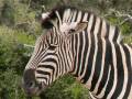 Ado Elephant National Park - Zebra